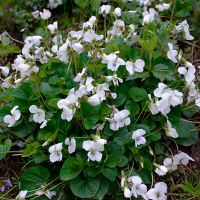 Maarts viooltje Alba - Viola odorata alba - Willemse