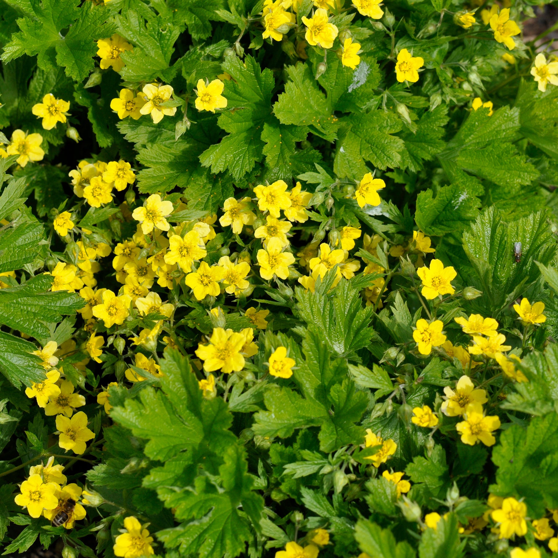 Geelvlezige Waldsteinia - Waldsteinia geoides - Willemse