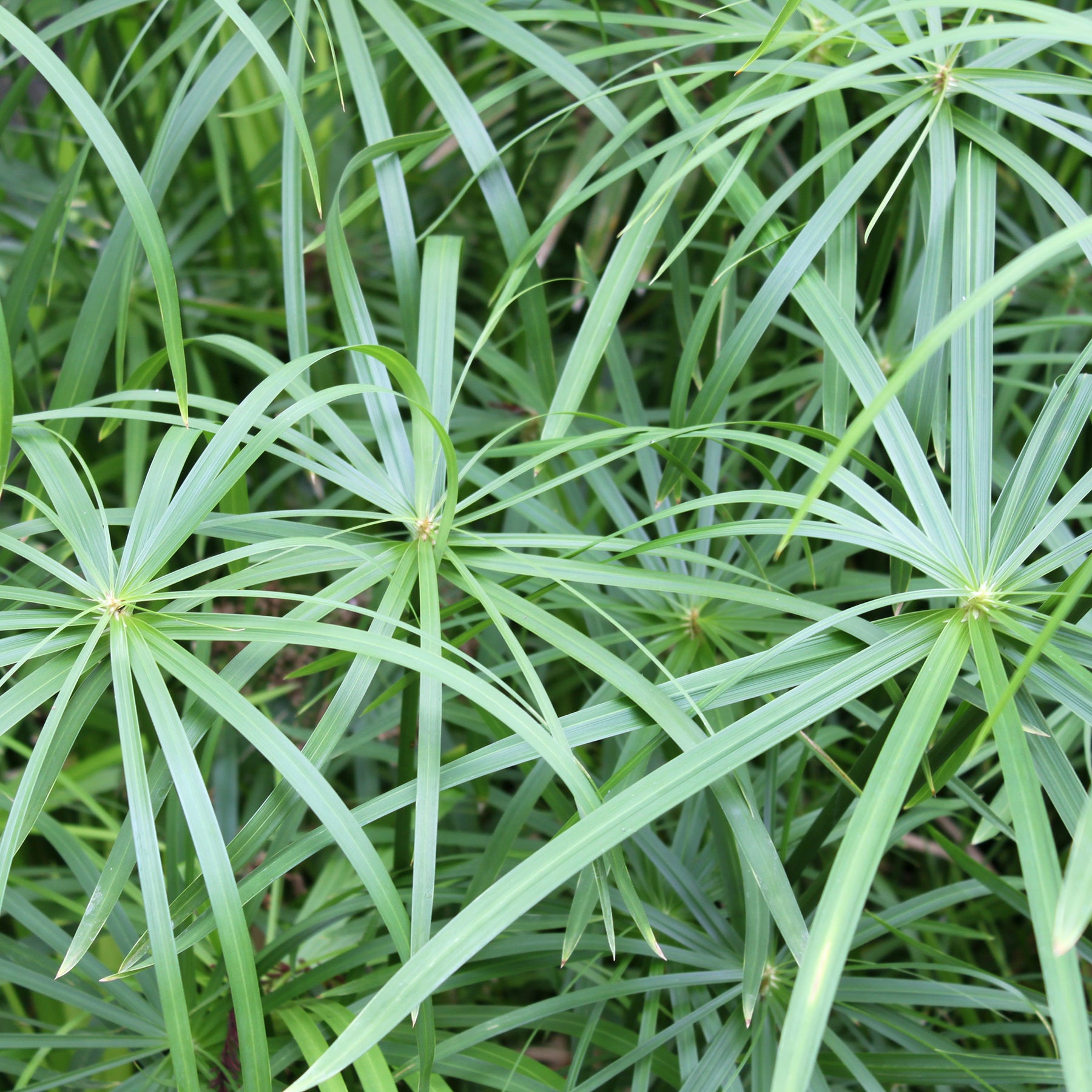 Cypergras - Cyperus longus - Willemse