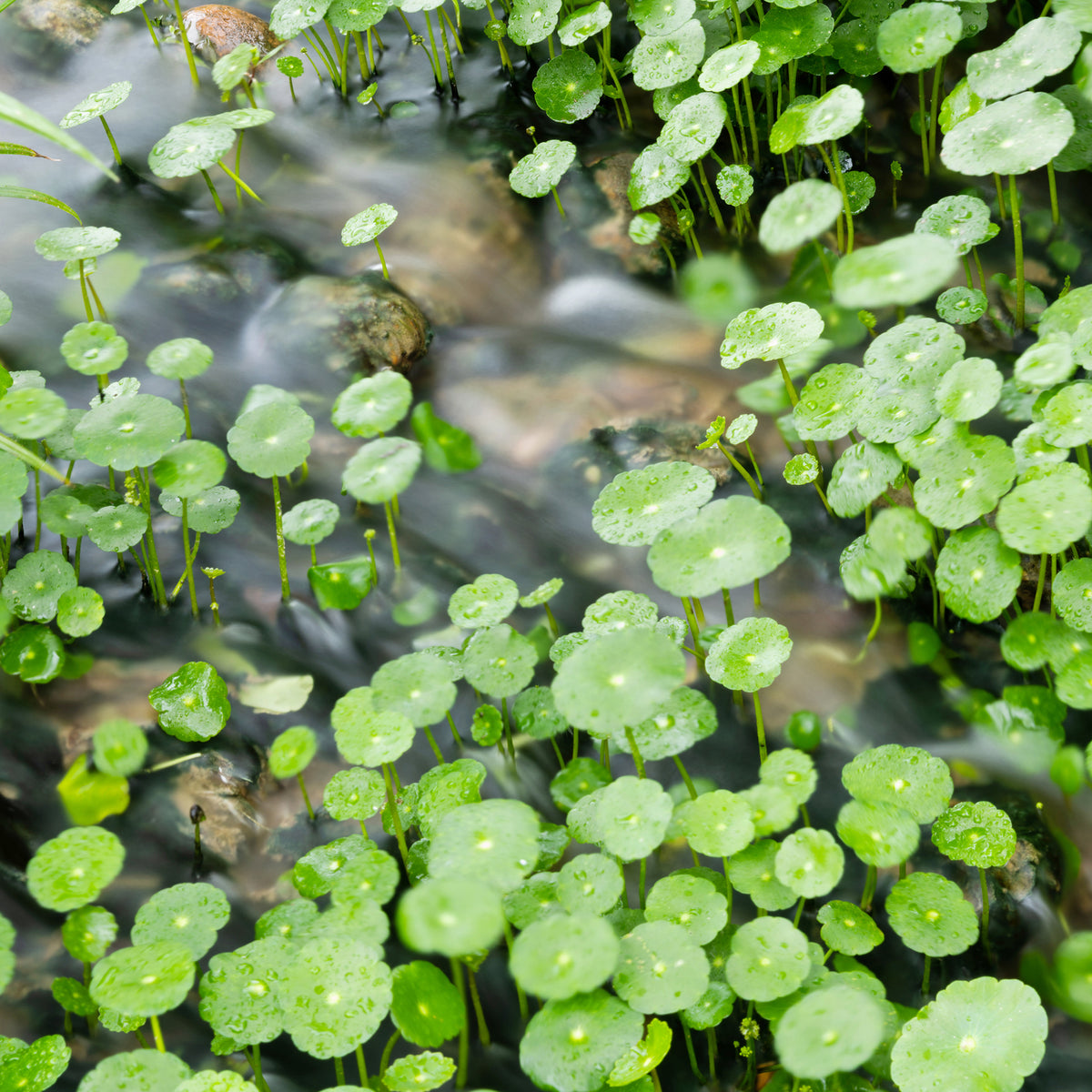 Waternavel
