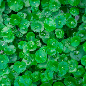 Hydrocotyle vulgaris - Waternavel - Siergrassen