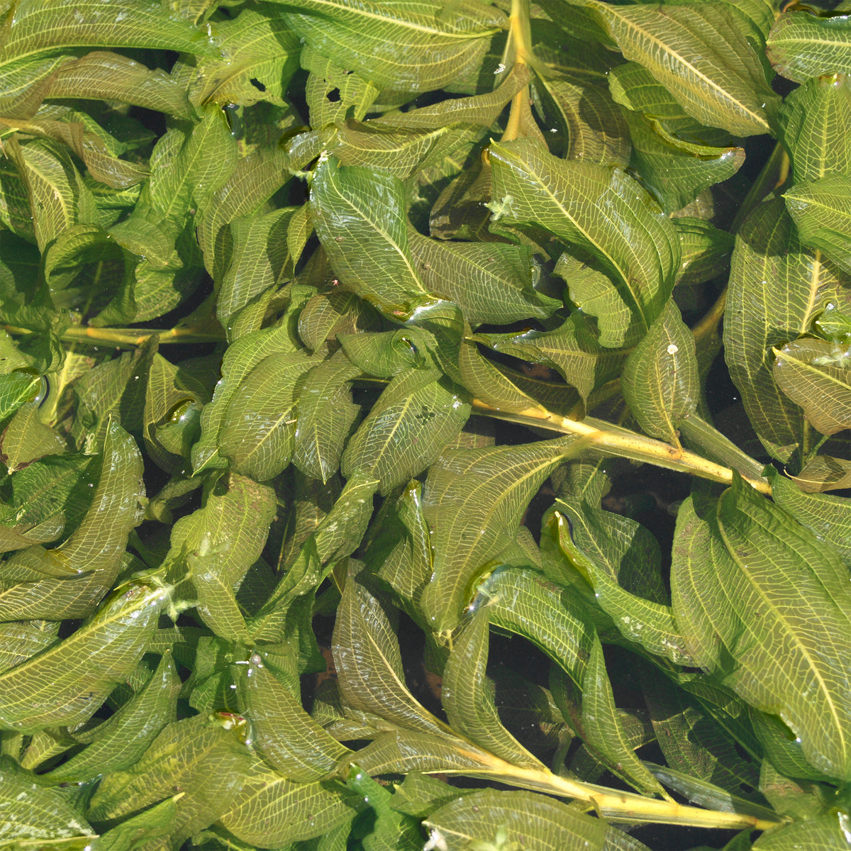 Spiegelend fonteinkruid - Willemse