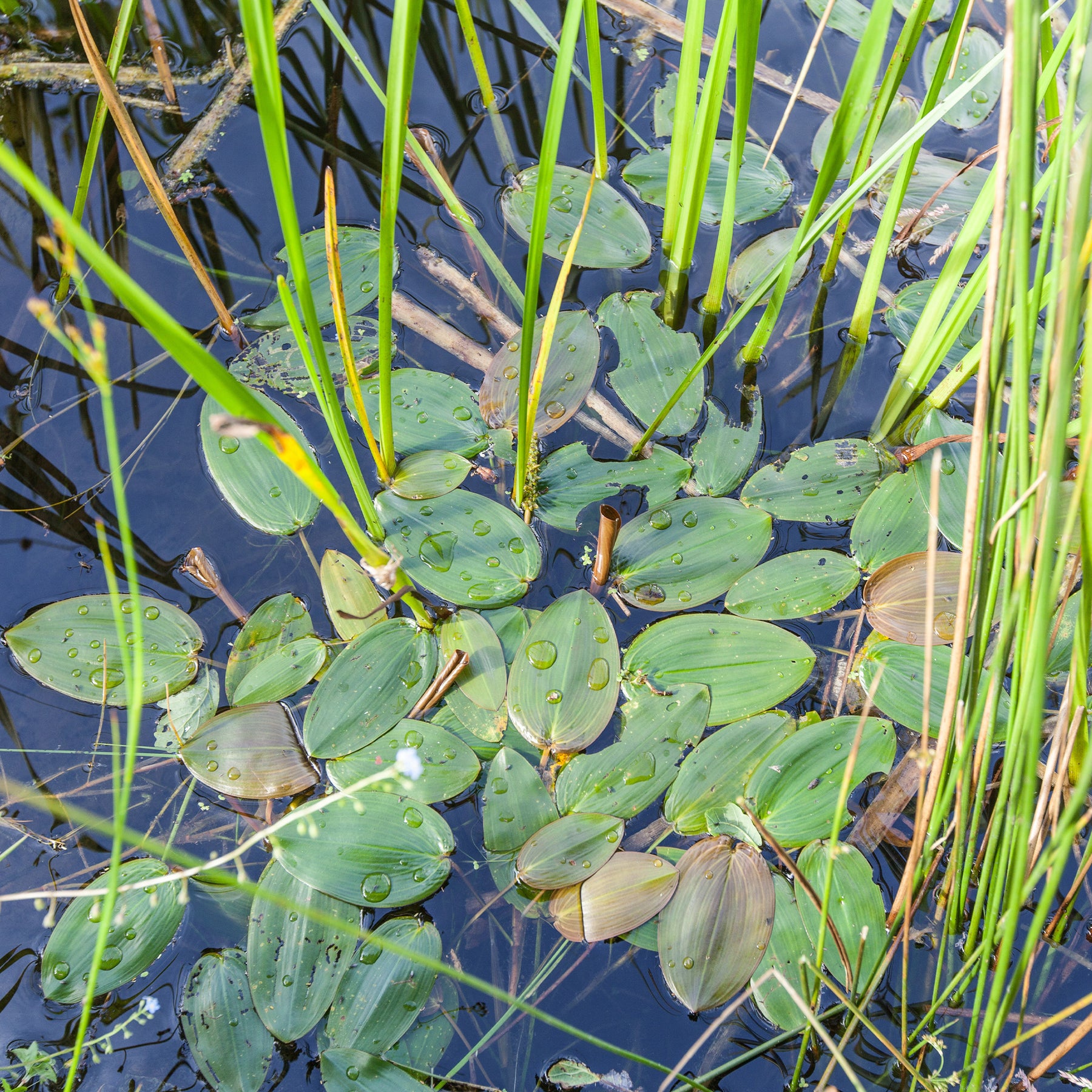 Drijvend fonteinkruid - Potamogeton natans - Willemse