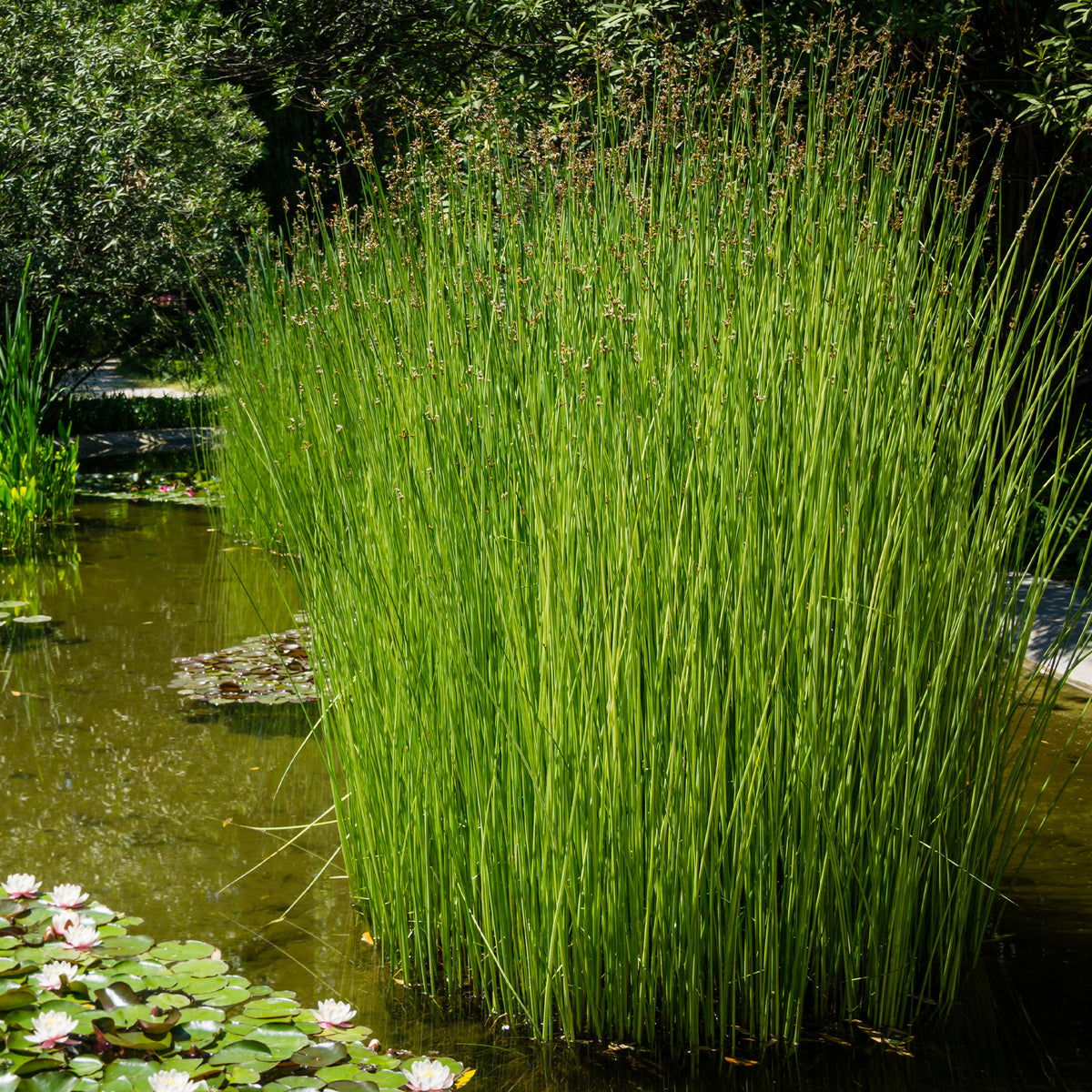 Mattenbies - Schoenoplectus lacustris - Willemse