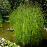 Mattenbies - Schoenoplectus lacustris - Willemse