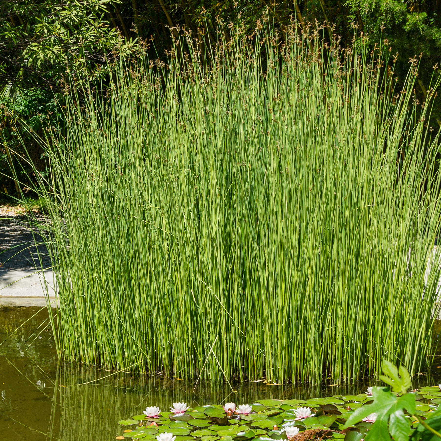 Mattenbies - Willemse