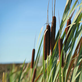 Riet - Grote lisdodde - Typha latifolia