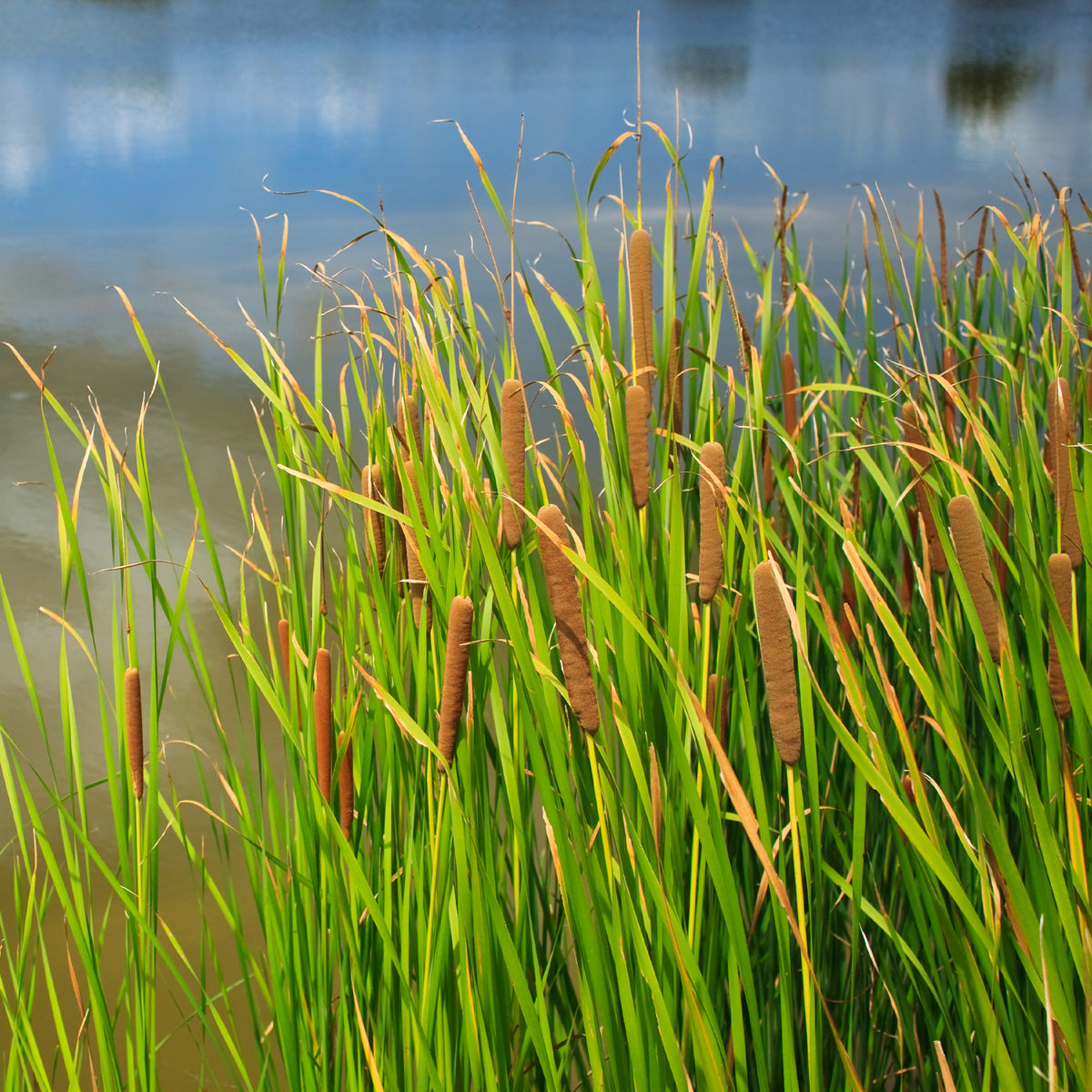 Grote lisdodde - Typha latifolia - Willemse