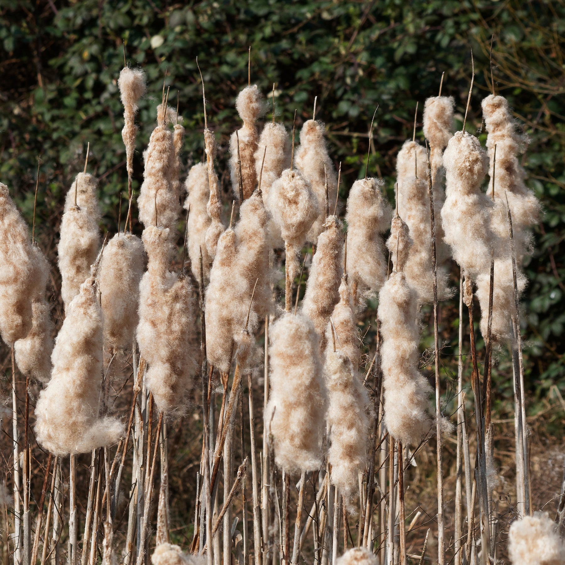 Typha latifolia - Grote lisdodde - Riet