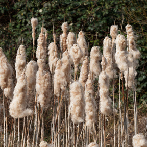 Typha latifolia - Grote lisdodde - Riet