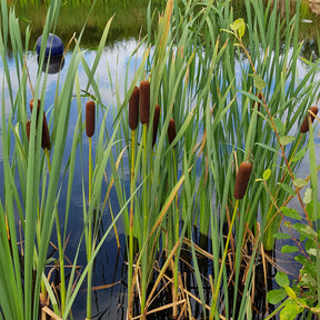Riet - Lisdodde - Typha laxmannii