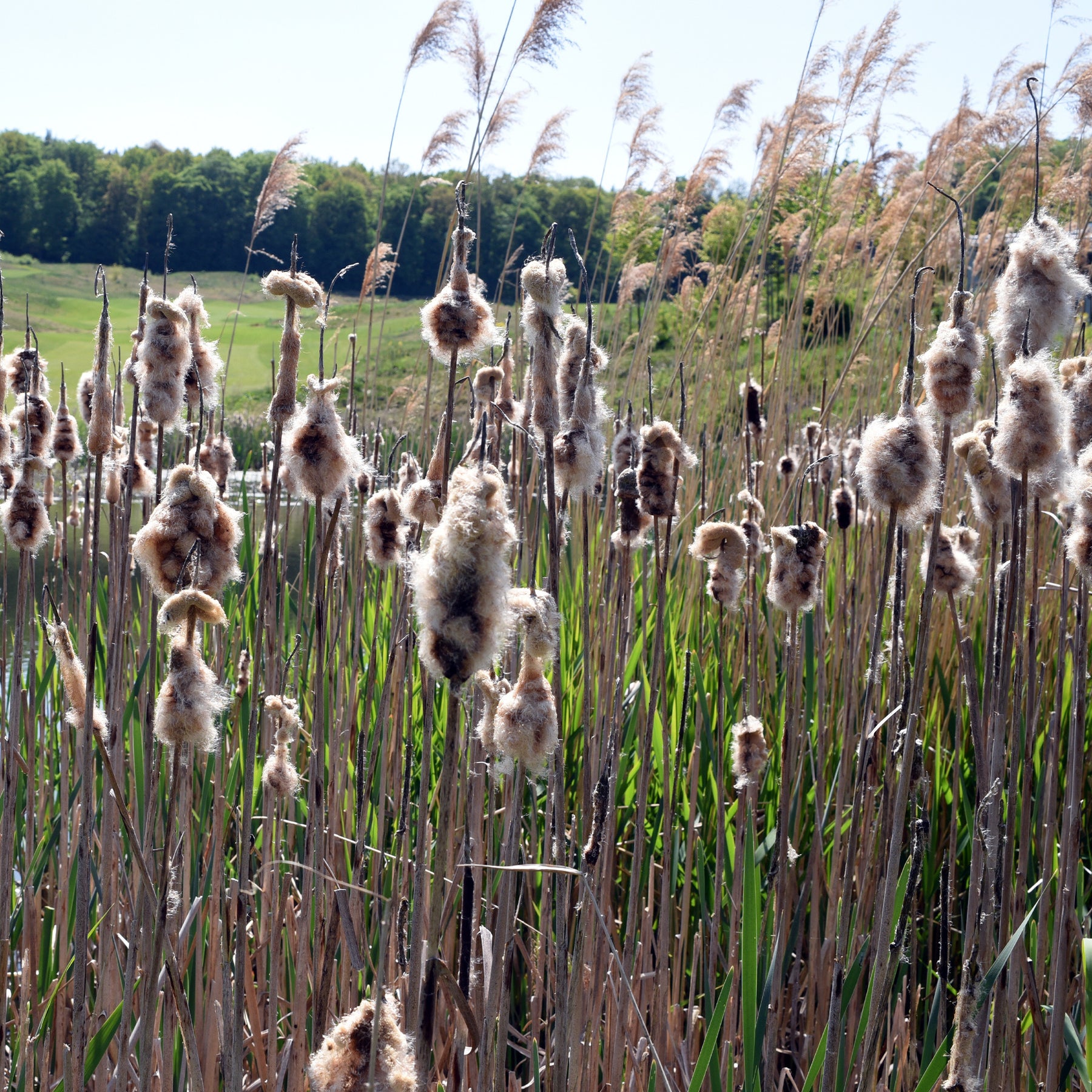 Typha laxmannii - Lisdodde - Riet