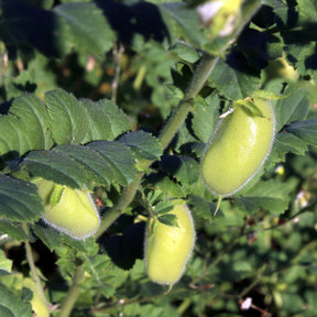Kikkererwt