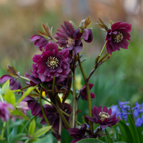 Helleborus - Kerstroos - Kerstroos Dubbbel Ellen Violet (x2) - Helleborus orientalis Double Ellen Purple
