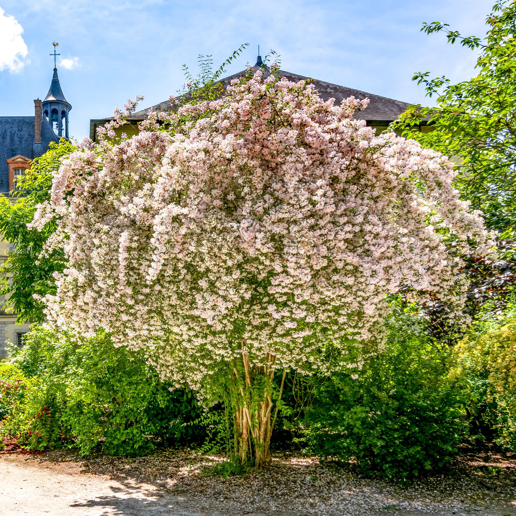 Koninginnestruik - Willemse