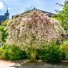 Koninginnestruik - Willemse