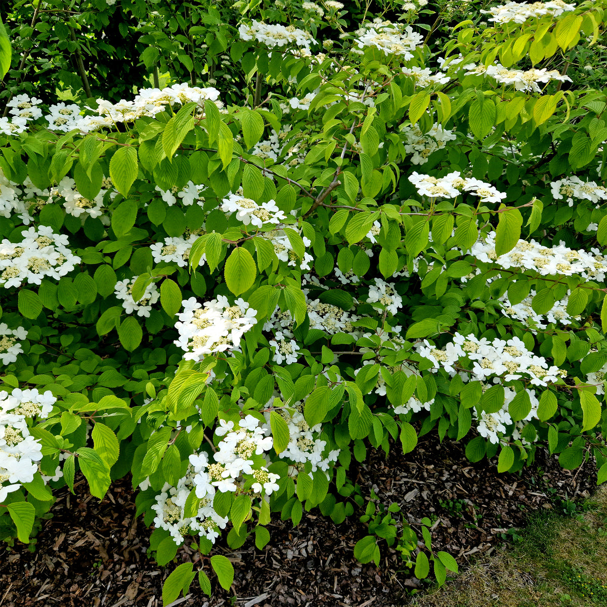 Sneeuwbal (Viburnum) - Japanese sneeuwbal - Viburnum plicatum 'watanabe'