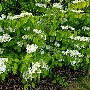 Sneeuwbal (Viburnum) - Japanese sneeuwbal - Viburnum plicatum 'watanabe'