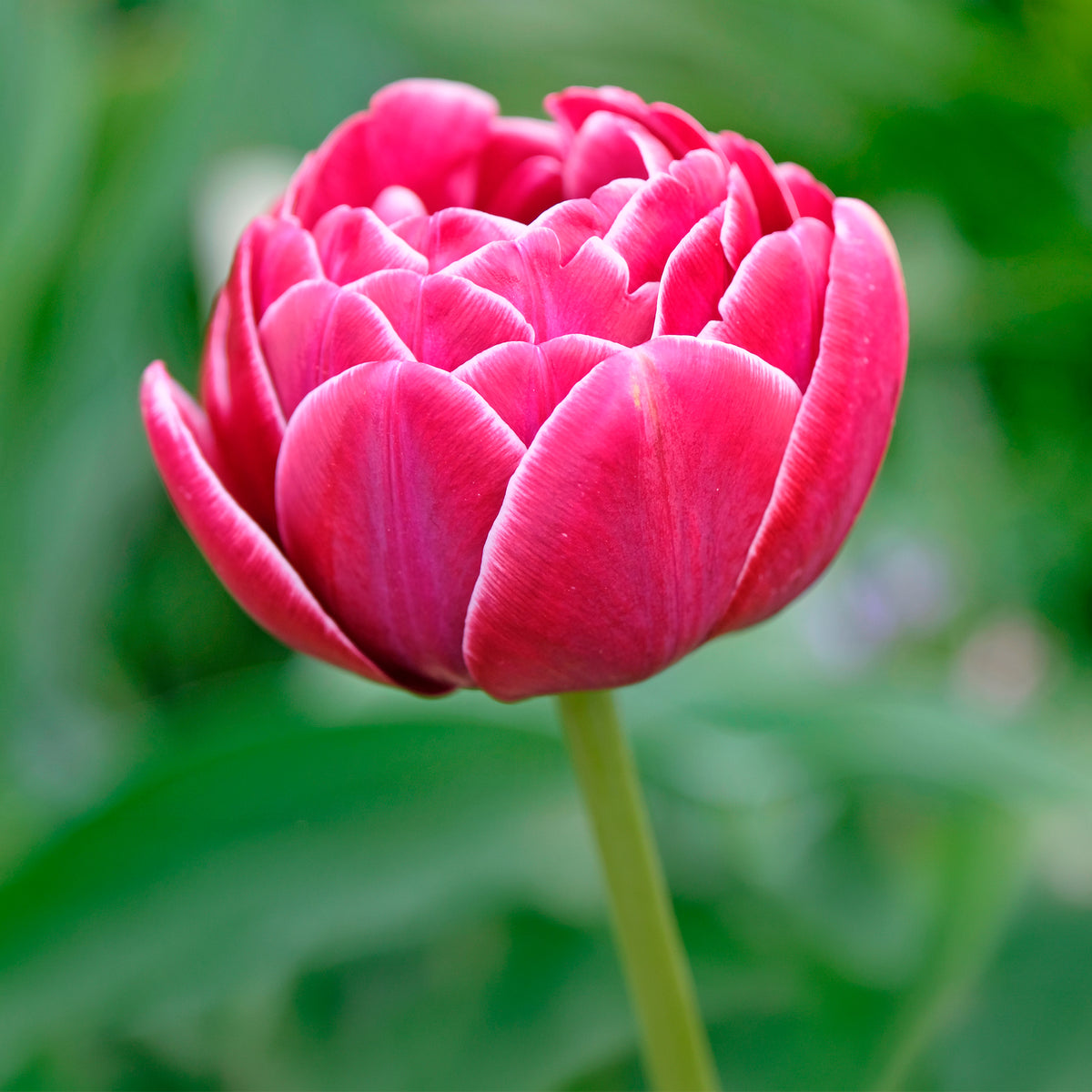 Dubbelbloemige tulp 'Dream Touch' (x7)
