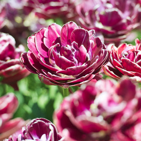 Dubbelbloemige tulp 'Dream Touch' (x7) - Willemse