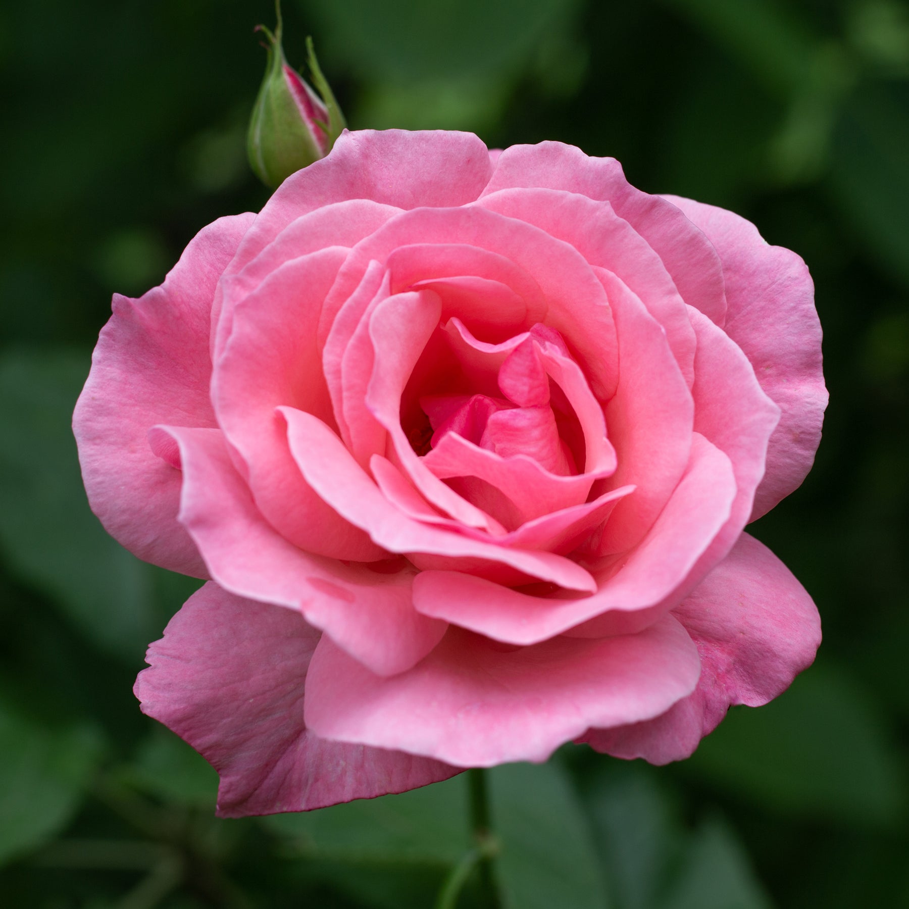 Rosa Queen Elisabeth - Roos 'Queen Elisabeth' - Rozen