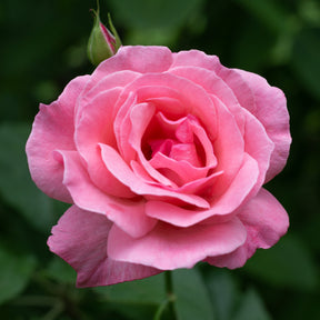 Rosa Queen Elisabeth - Roos 'Queen Elisabeth' - Rozen