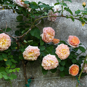 Klimroos 'Gloire de Dijon' - Rosa grimpant gloire de dijon - Willemse