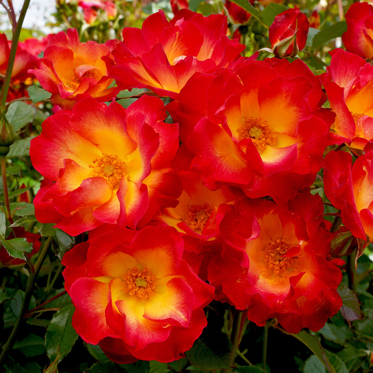 Roos 'Summer of Love'® - Willemse