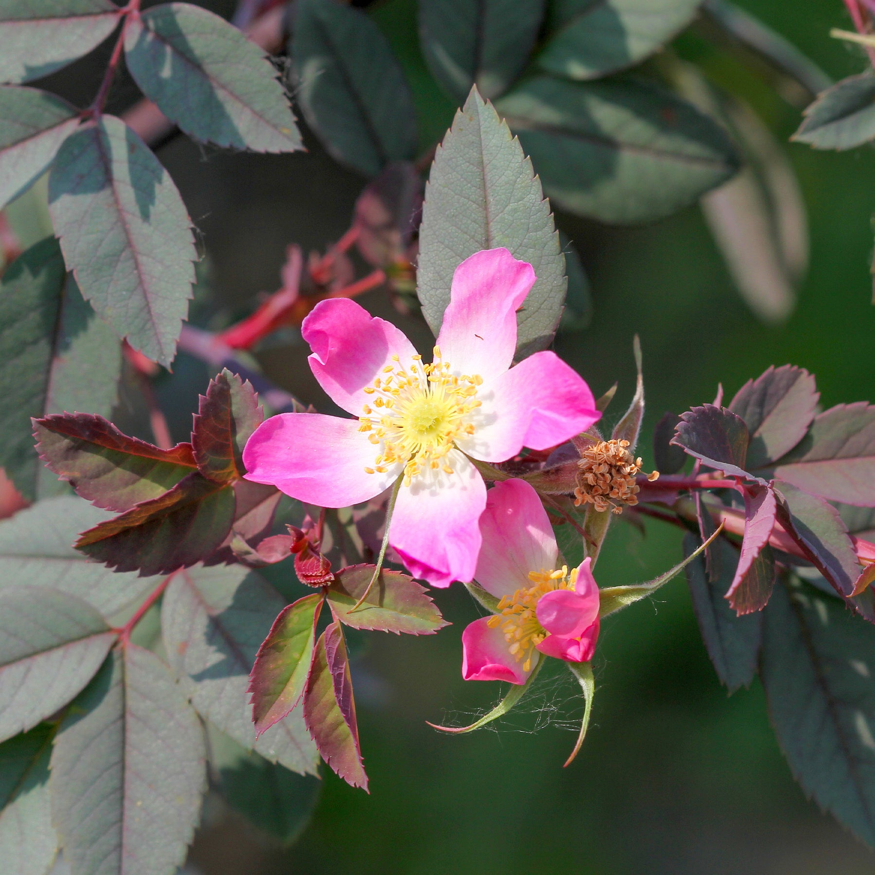 Roos 'Glauca' - Rosa glauca - Willemse