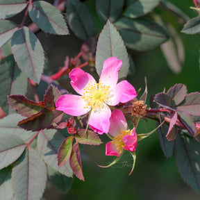 Roos 'Glauca' - Rosa glauca - Willemse