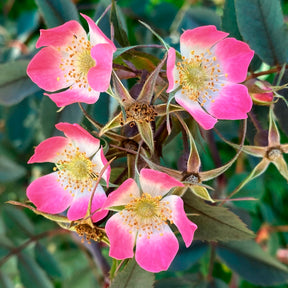 Verkoop Roos 'Glauca' - Rosa glauca