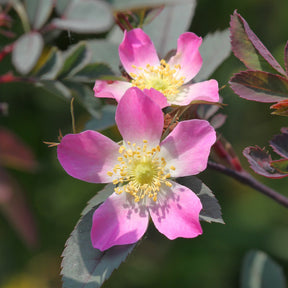 Rozen - Roos 'Glauca' - Rosa glauca