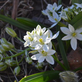 Ornithogalum balansae - Breedbladige vogelmelk (x20) - Voorjaarsbloeiers