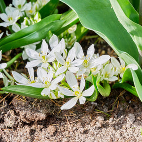 Verkoop Breedbladige vogelmelk (x20) - Ornithogalum balansae