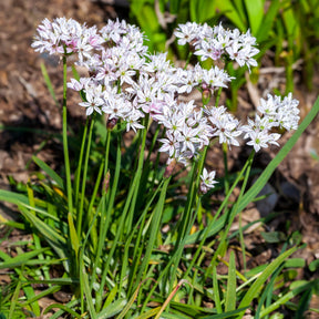 Allium - Allium Caméléon (x25) - Allium cameleon