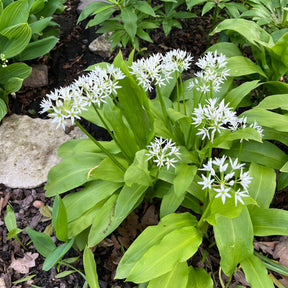 Allium ursinum - Daslook - Knoflook