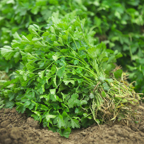 Coriandrum sativum - Korianderzaden - Kruidenzaden
