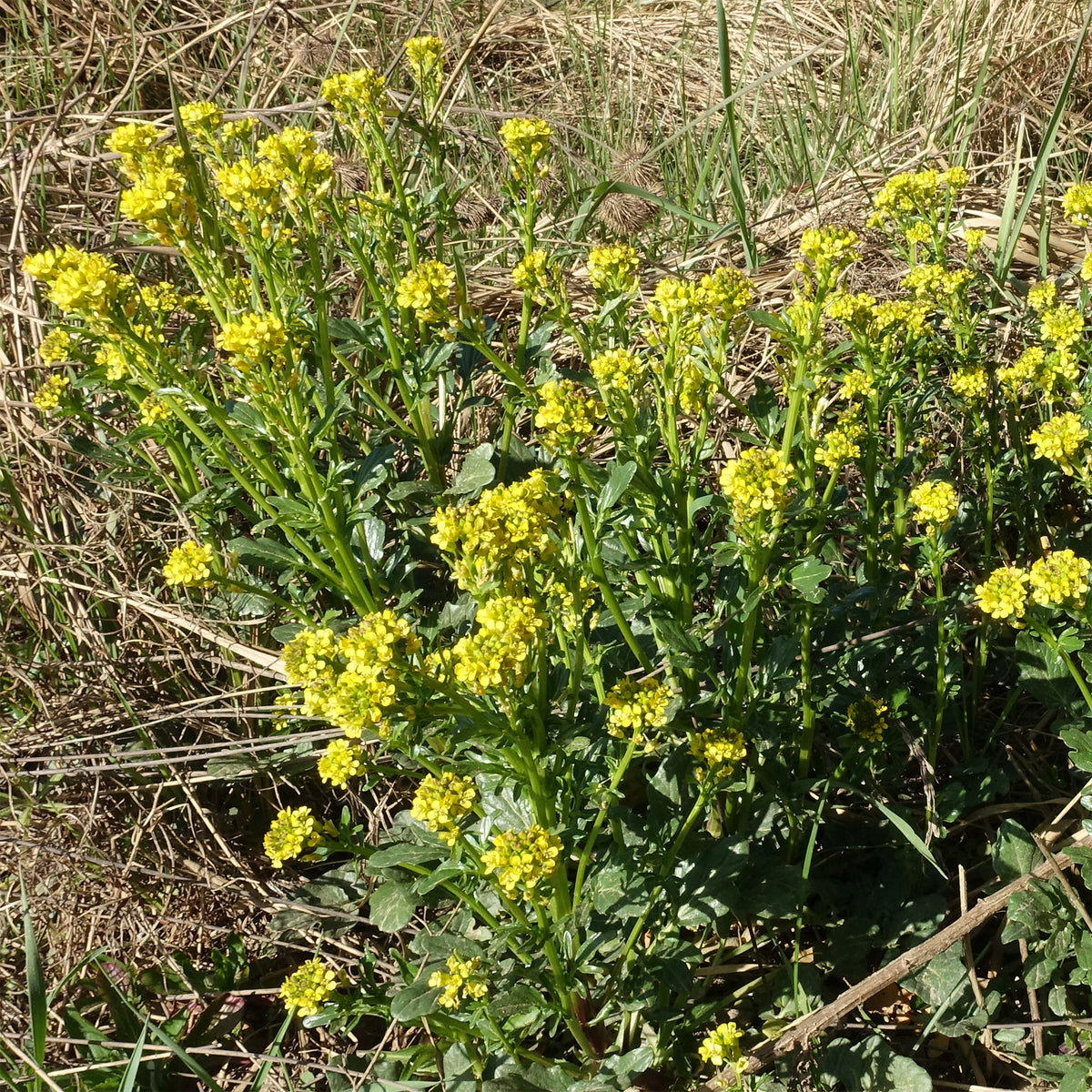 Tuinkers - meerjarig - Willemse