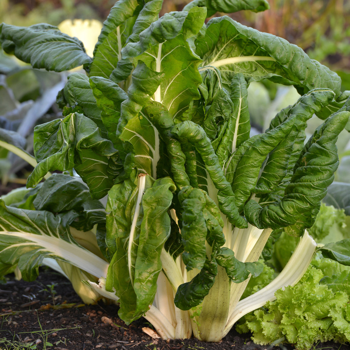 Snijbiet 'Carde Blance 3'- BIO - Willemse