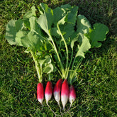 Radijs 'French Breakfast' - BIO - Raphanus sativus French Breakfast - Willemse