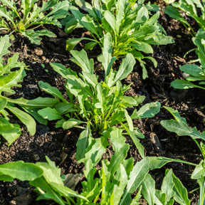 Rucola - BIO - Willemse