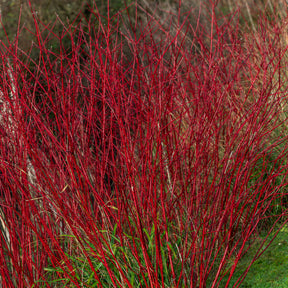 Cornus alba Sibirica - Rode kornoelje 'Sibirica' - Heesters