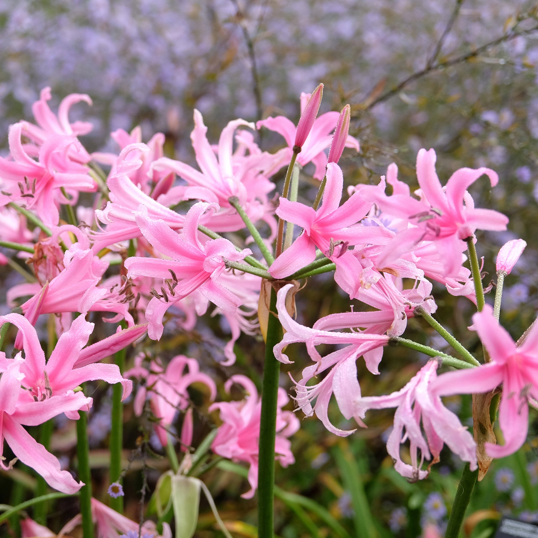 Amarine 'Belladiva Aphrodite' (x4) - Amarine belladiva aphrodite - Willemse