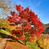 Chinese esdoorn - Acer ginnala - Willemse
