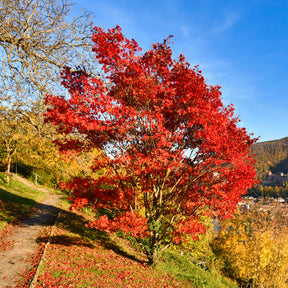 Chinese esdoorn - Acer ginnala - Willemse