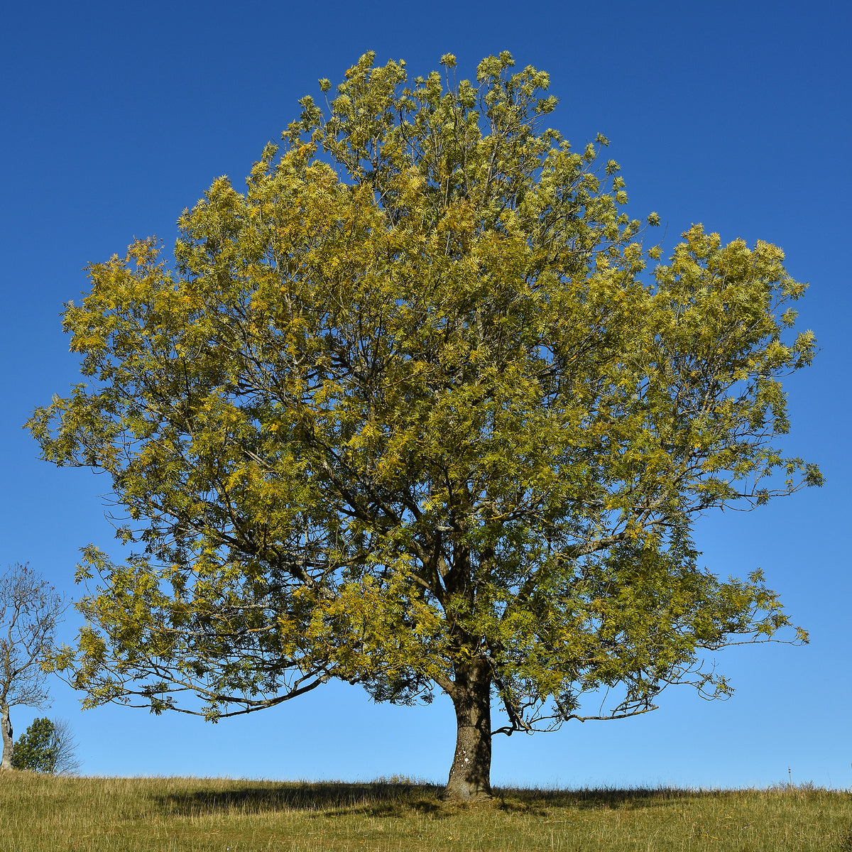 Gewone es - Willemse