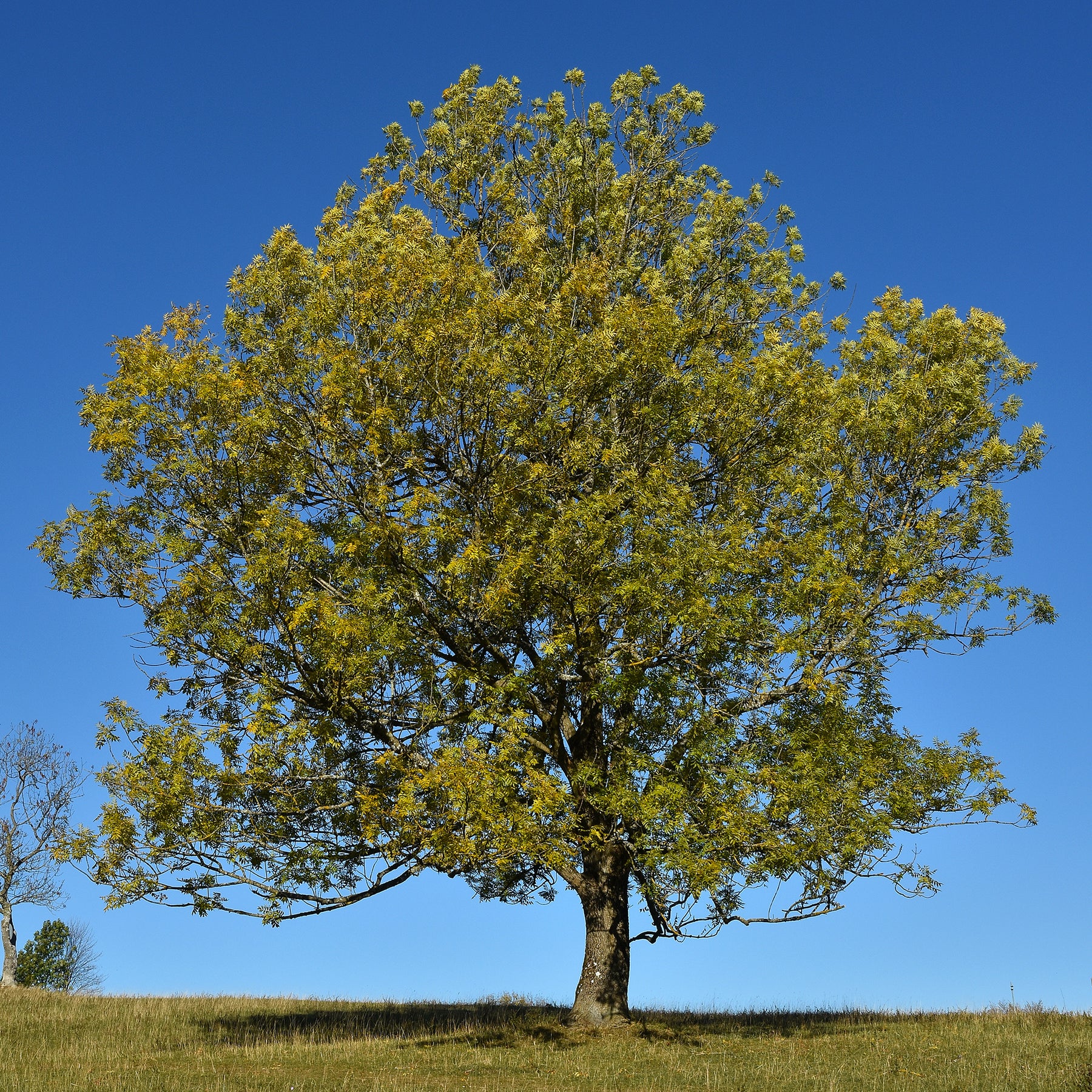 Gewone es - Willemse