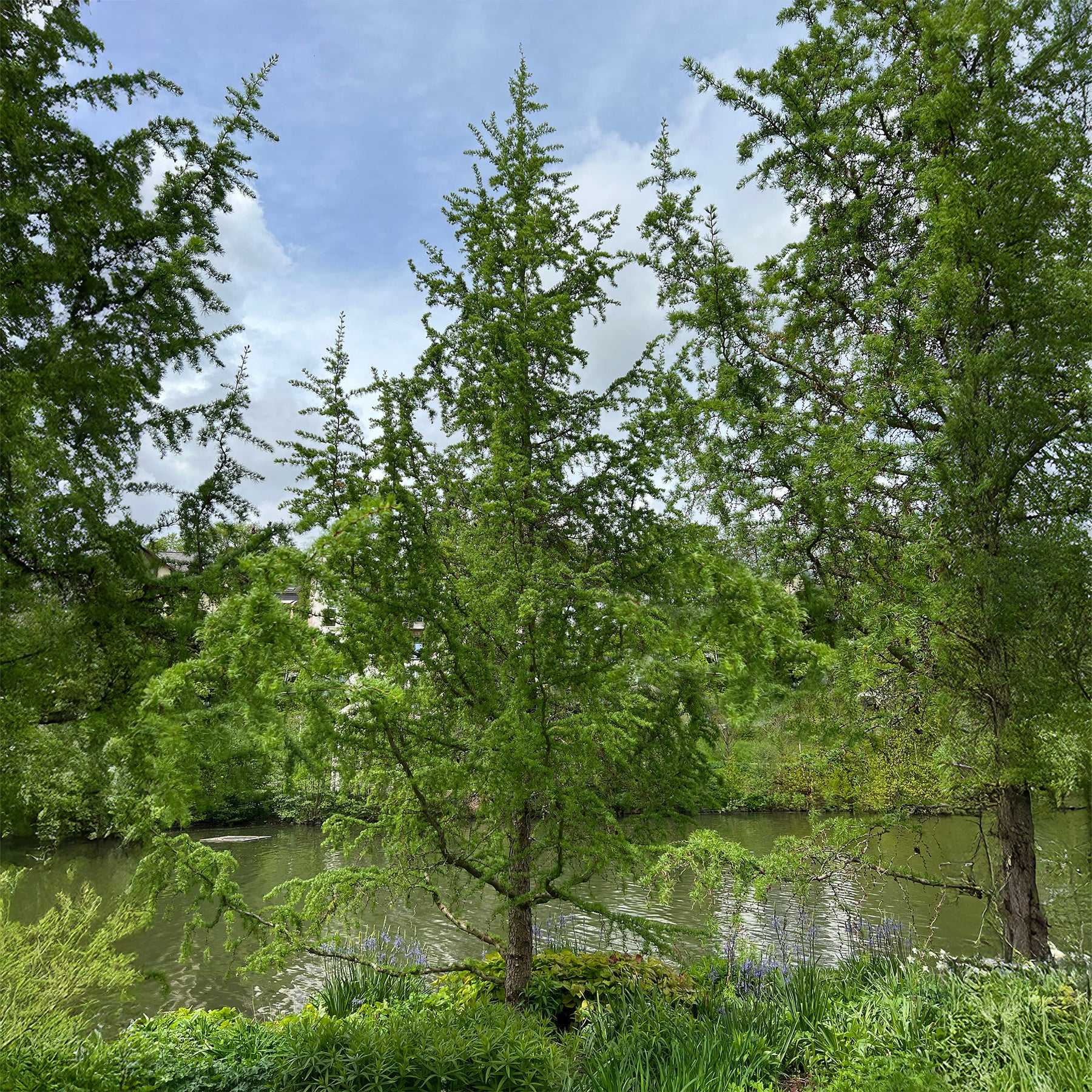 Larix kaempferi - Japanse lariks - Lariks