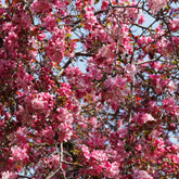 Sierappel 'Liset' - Malus 'liset' - Willemse