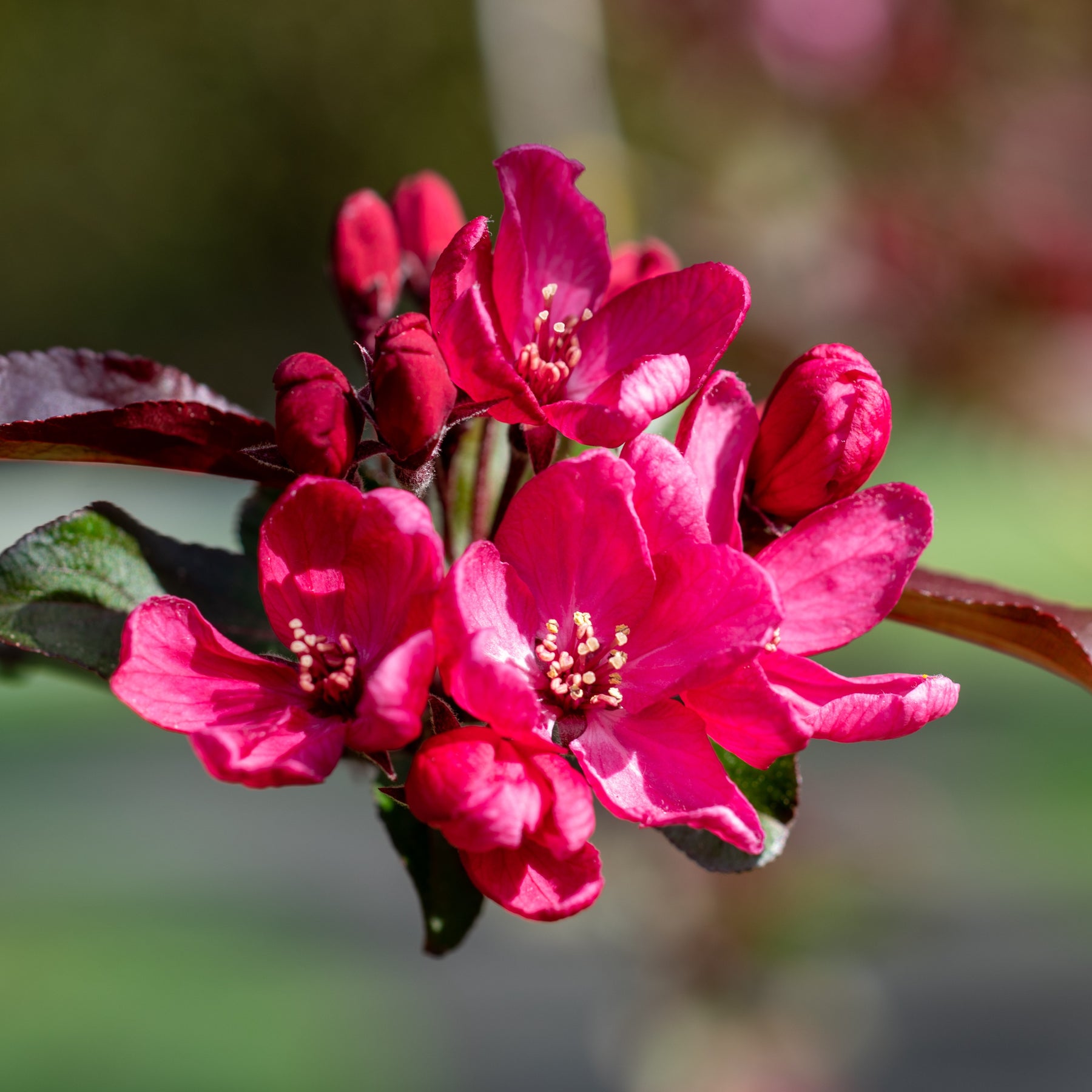 Malus 'liset' - Sierappel 'Liset' - Sierappel